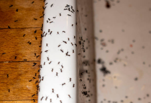 Best Insect Control  in Aspermont, TX